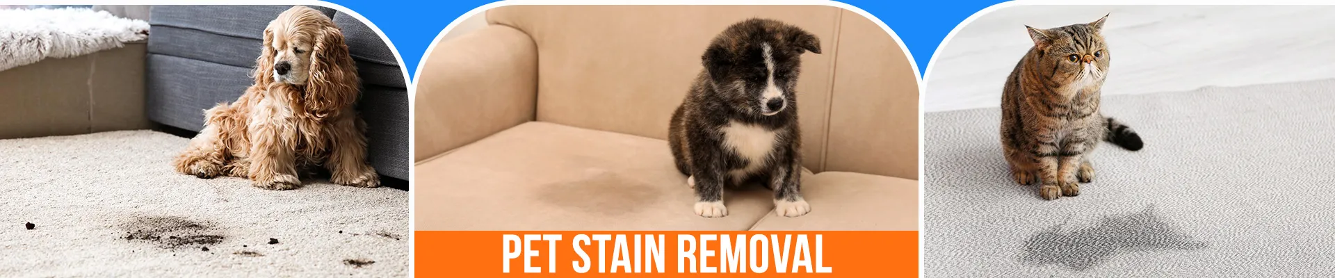 carpet cleaning in brooklyn, carpet cleaning in new york, carpet cleaning brooklyn, carpet cleaners in brooklyn, carpet cleaners in new york, commercial carpet cleaning, commercial carpet cleaning in brooklyn, brooklyn rug cleaners, rug cleaning services in brooklyn, same day carpet cleaning, same day rug cleaning